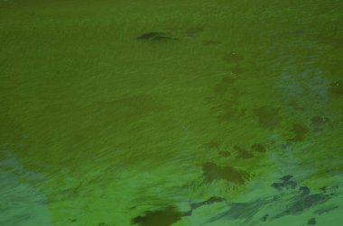 Outrophicated Resvoir 'da sazan balıkları.