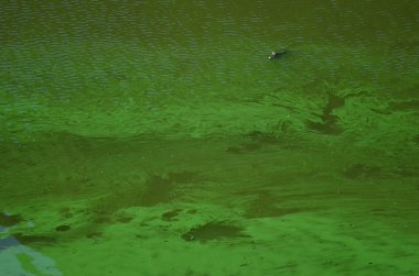 Outrophicated Resvoir 'da yaygın sazan balığı.