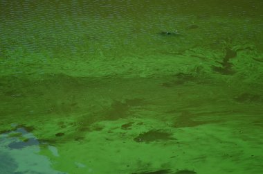 Outrophicated Resvoir 'da yaygın sazan balığı.