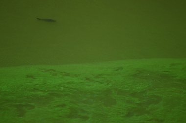 Outrophicated Resvoir 'da yaygın sazan balığı.