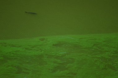 Outrophicated Resvoir 'da yaygın sazan balığı.