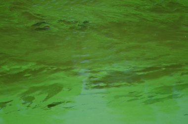 Outrophicated Resvoir 'da sazan balıkları.