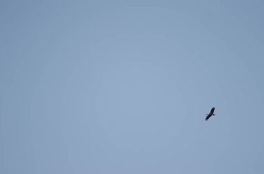 Kara leylek Ciconia zencisi uçuyor.