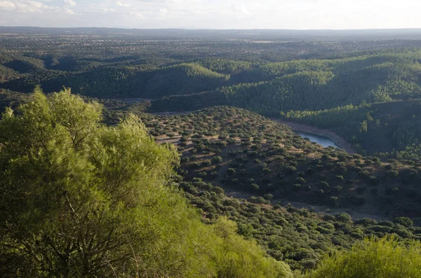 Monfrague Ulusal Parkı 'ndaki Akdeniz Ormanı.
