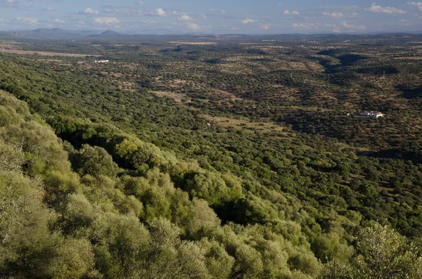 Monfrague Ulusal Parkı 'ndaki Akdeniz Ormanı.