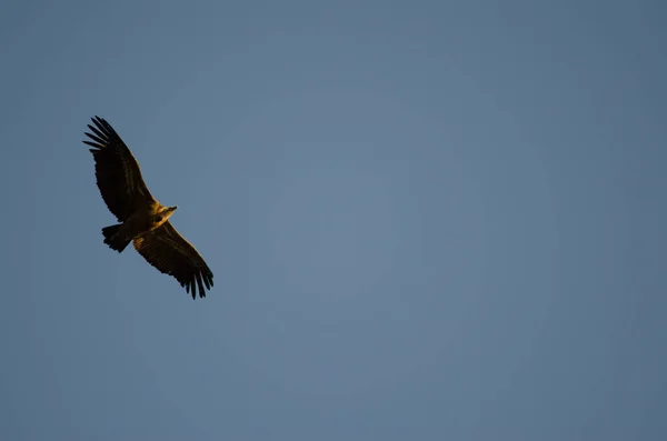 Griffon vautour planant. — Photo