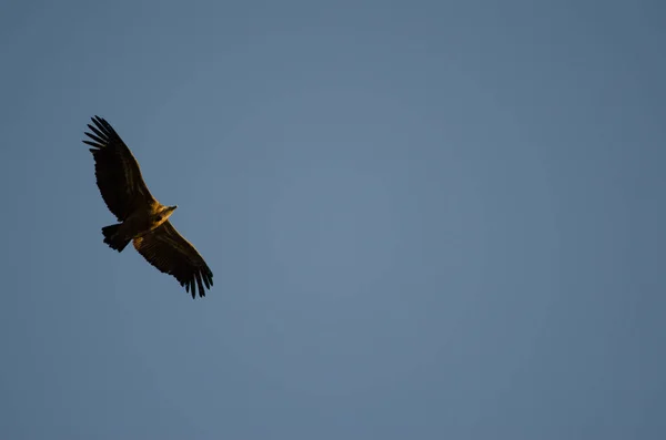 Abutre Griffon deslizando. — Fotografia de Stock