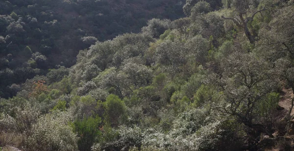 Malvecino Deresi 'ndeki Akdeniz Ormanı.