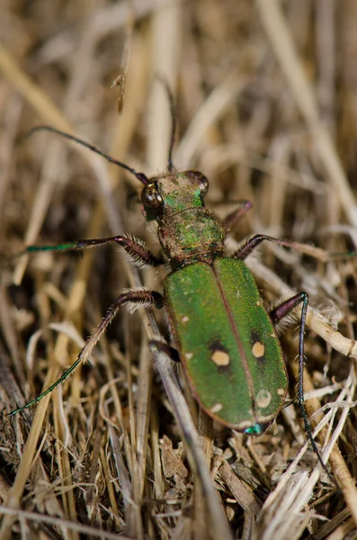 一般的な虎甲虫. — ストック写真