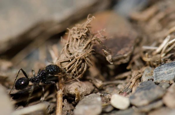 Ameisen tragen Pflanzenreste. — Stockfoto