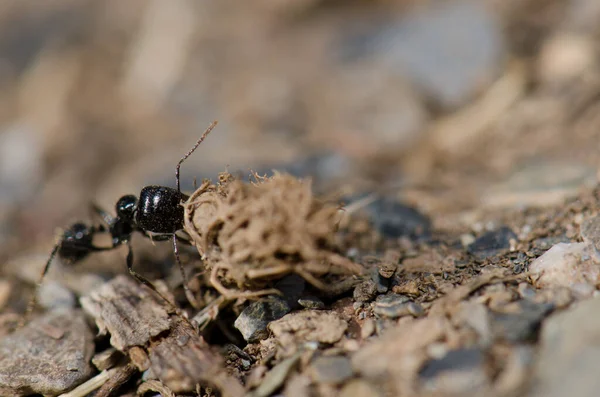Karınca taşıyan bitki kalıntıları.