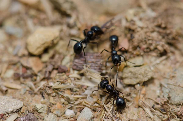 Ameise beißt ein Bein ins andere. — Stockfoto