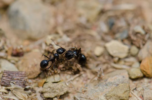 Ameisen im Monfrague-Nationalpark. — Stockfoto