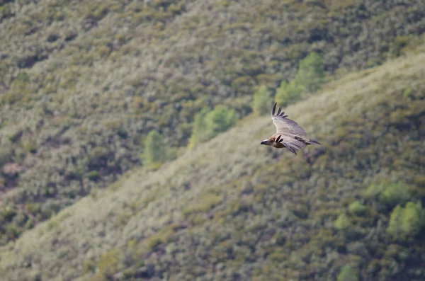 Griffon abutre Gyps fulvus voando. — Fotografia de Stock