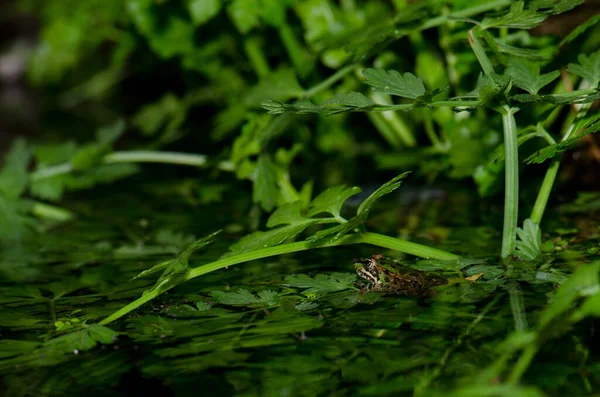 Marsh frog Pelophylax ridibundus. — Stock fotografie