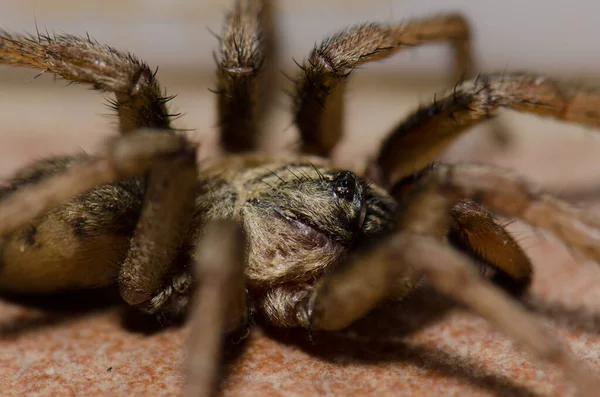 Spinne in der Malpartida de Plasencia. — Stockfoto