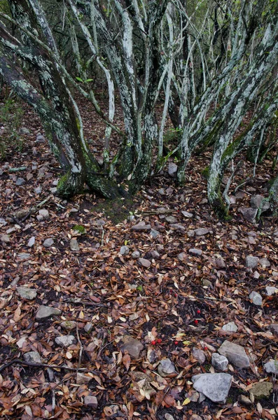 Les jahodníku. — Stock fotografie