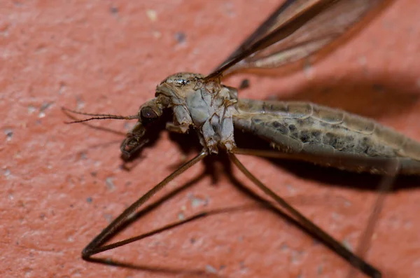 Cranefly vrai mort Tipula maxima. — Photo