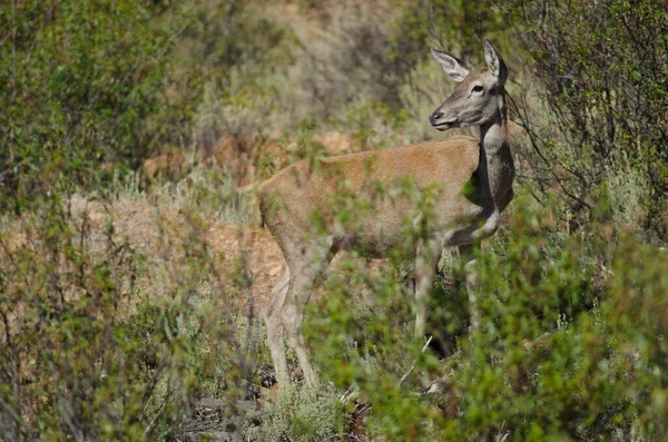 Spanish red deer. — Stock Photo, Image