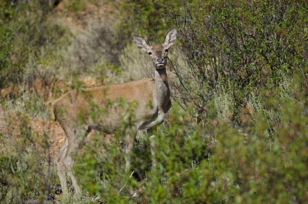 Cerf rouge espagnol. — Photo