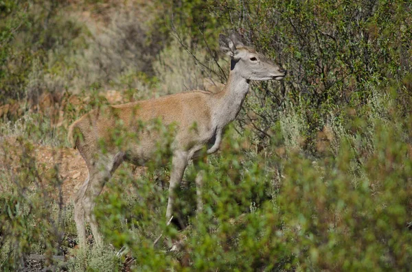 Spanish red deer. — Stock Photo, Image