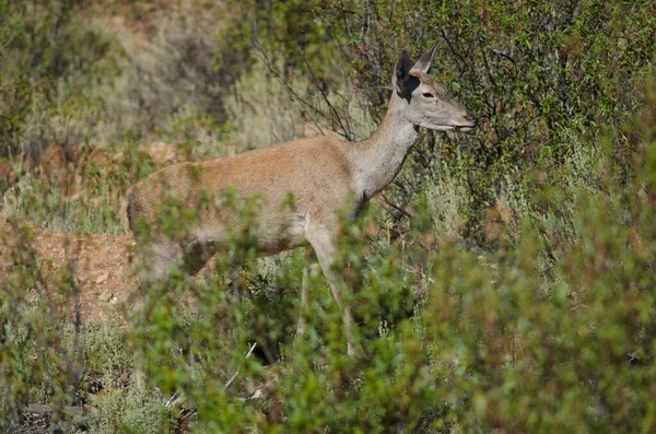 İspanyol kırmızı geyiği.