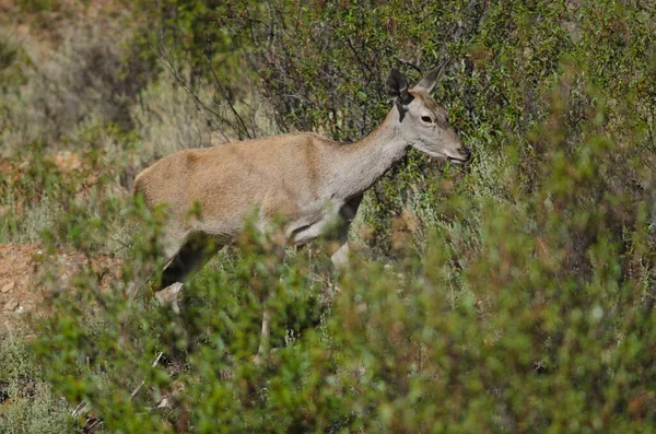 İspanyol kırmızı geyiği.