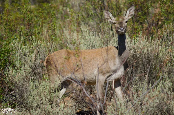 İspanyol kırmızı geyiği.
