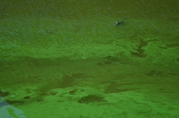 Outrophicated Resvoir 'da yaygın sazan balığı.