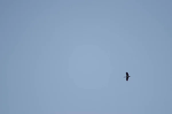 Zwarte ooievaar Ciconia nigra in vlucht. — Stockfoto