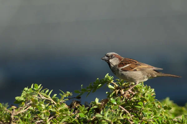 House sparrow Passer domesticus. — Stock Photo, Image