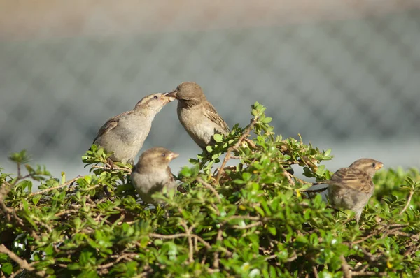 Ev serçeleri Passer domesticus. — Stok fotoğraf