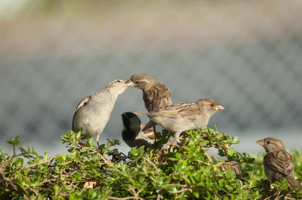 Passeri della casa Passer domesticus. — Foto Stock