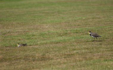 Kanatlı kürekçiler.