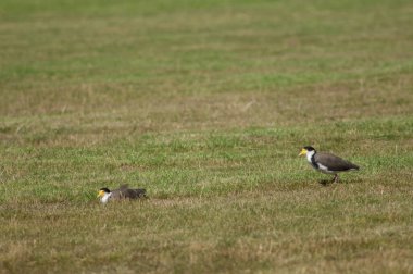 Kanatlı kürekçiler.