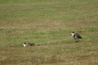 Kanatlı kürekçiler.