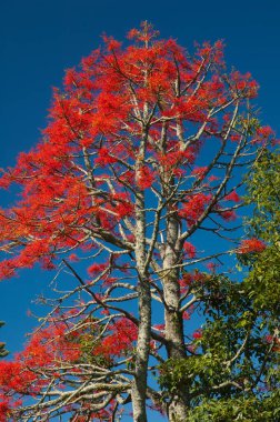 İllawarra alev ağacı Brachychiton aserifolium.