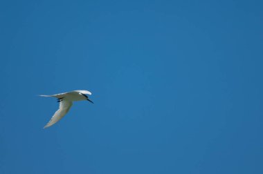 Uçuşta beyaz önlü deniz feneri.