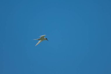 Uçuşta beyaz önlü deniz feneri.