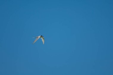 Uçuşta beyaz önlü deniz feneri.