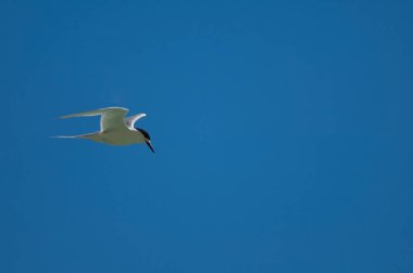 Uçuşta beyaz önlü deniz feneri.