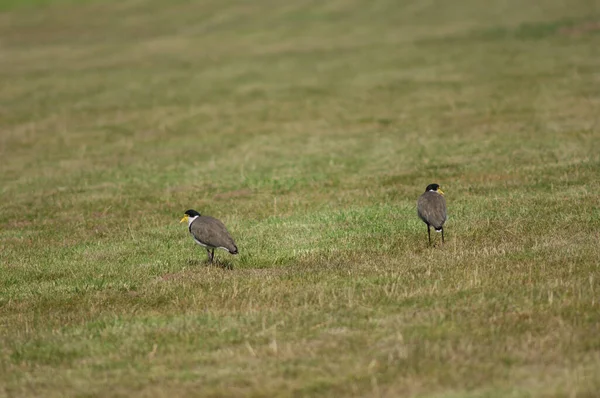 Spur winged plovers. — Stock Photo, Image