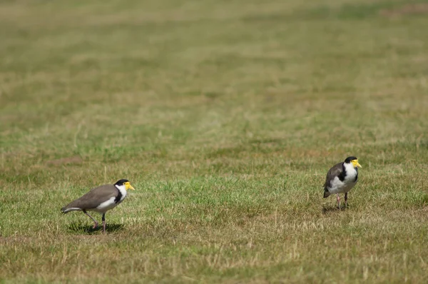 Pluviers à ailes droites. — Photo