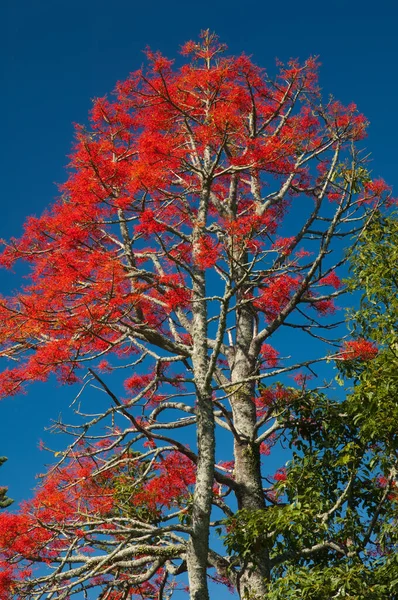 Illawarra vlamboom Brachychiton acerifolium. — Stockfoto