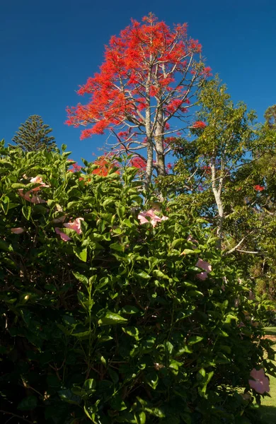 Hibisco chino y árbol de llama Illawarra. — Foto de Stock