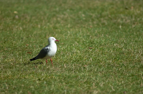 Красноклювая чайка Larus novaehollandiae scopulinus. — стоковое фото