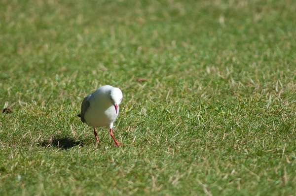 Gabbiano dal becco rosso Larus novaehollandiae scopulinus. — Foto Stock