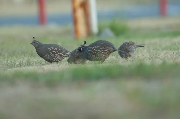 California quails Callipepla californica. — Stock Photo, Image