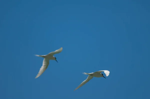 Terns de frente branca em voo. — Fotografia de Stock