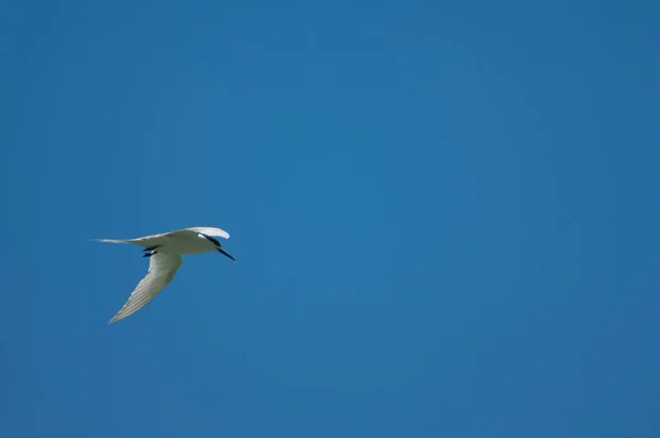 Vitfronterad tärna under flygning. — Stockfoto